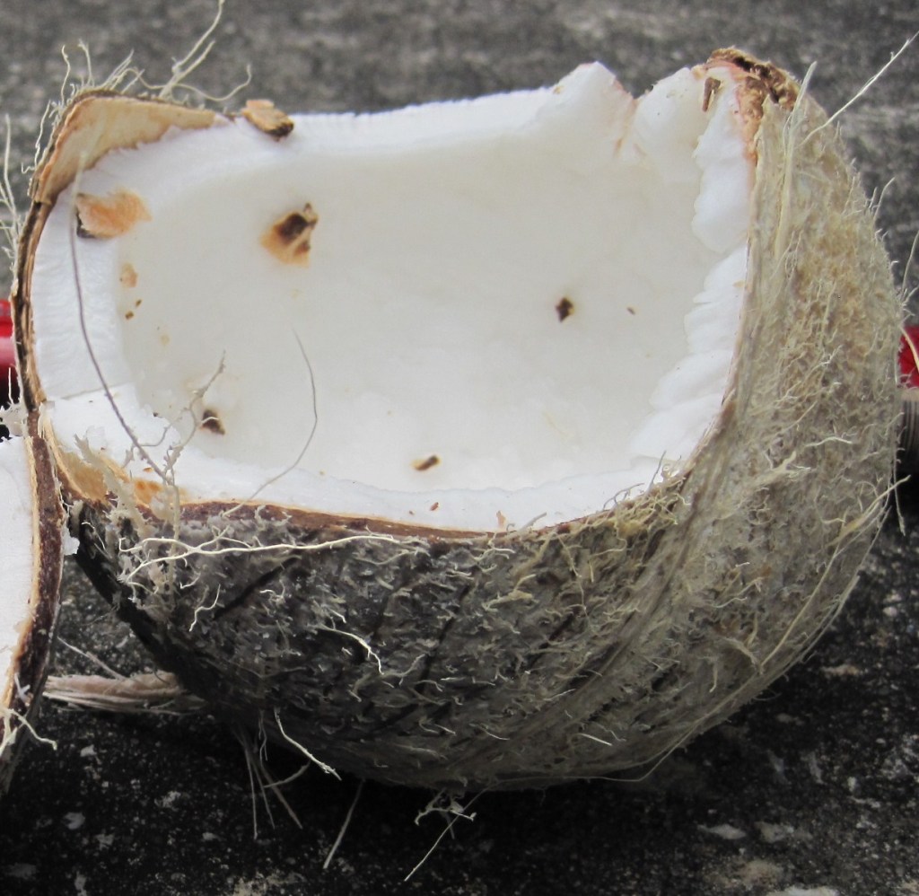 Cracked coconut Cropped