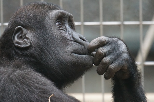 primate-ape-thinking-mimic