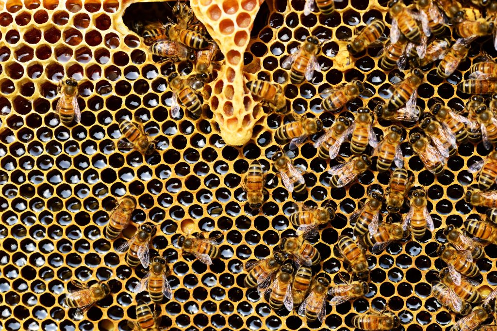 Beeswax Neighbors
