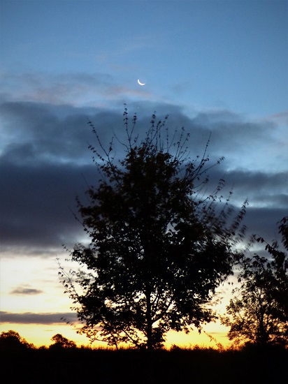 Tree against a dawn sky with the sunrising on the horizon