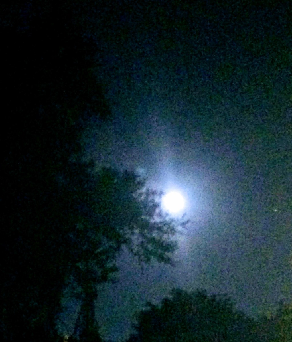 The moon shining above the trees