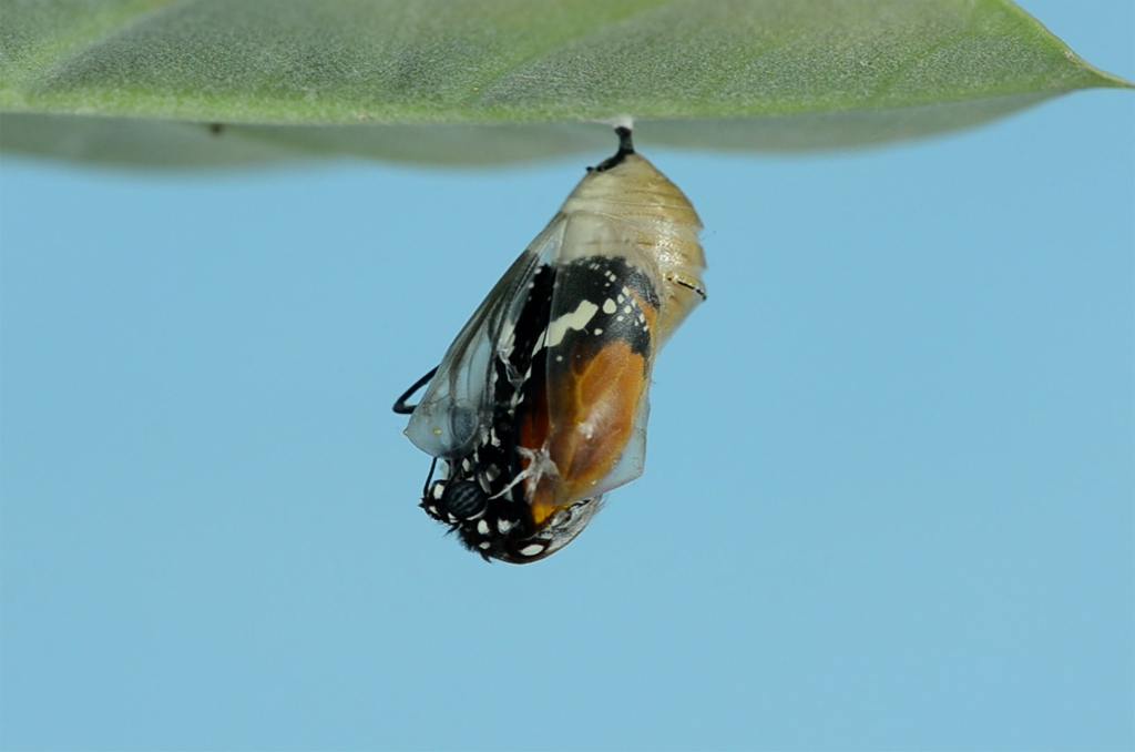 Cocoon