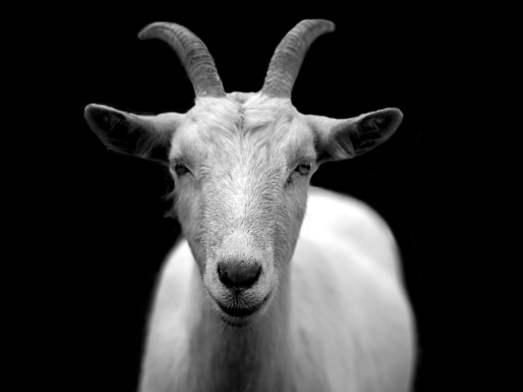 Scapegoat