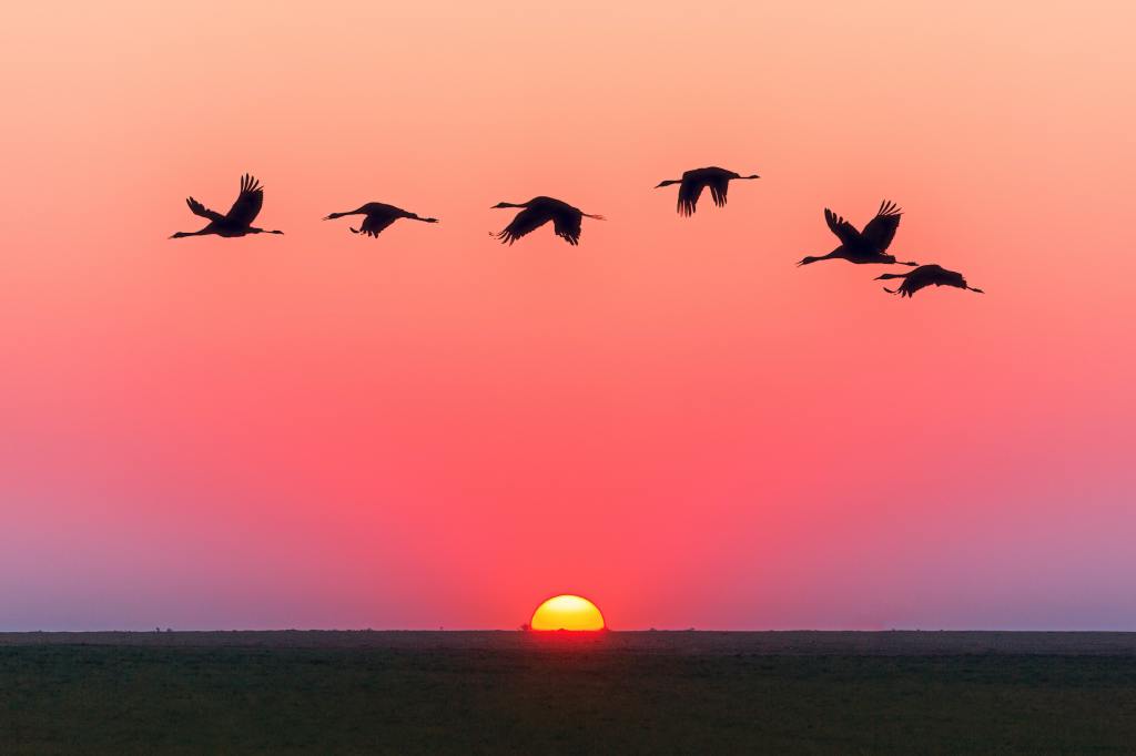 photo of sunrising on the horizon with birds flying in formation