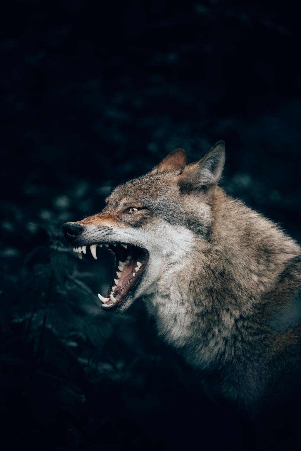 photo of a snarling wild dog