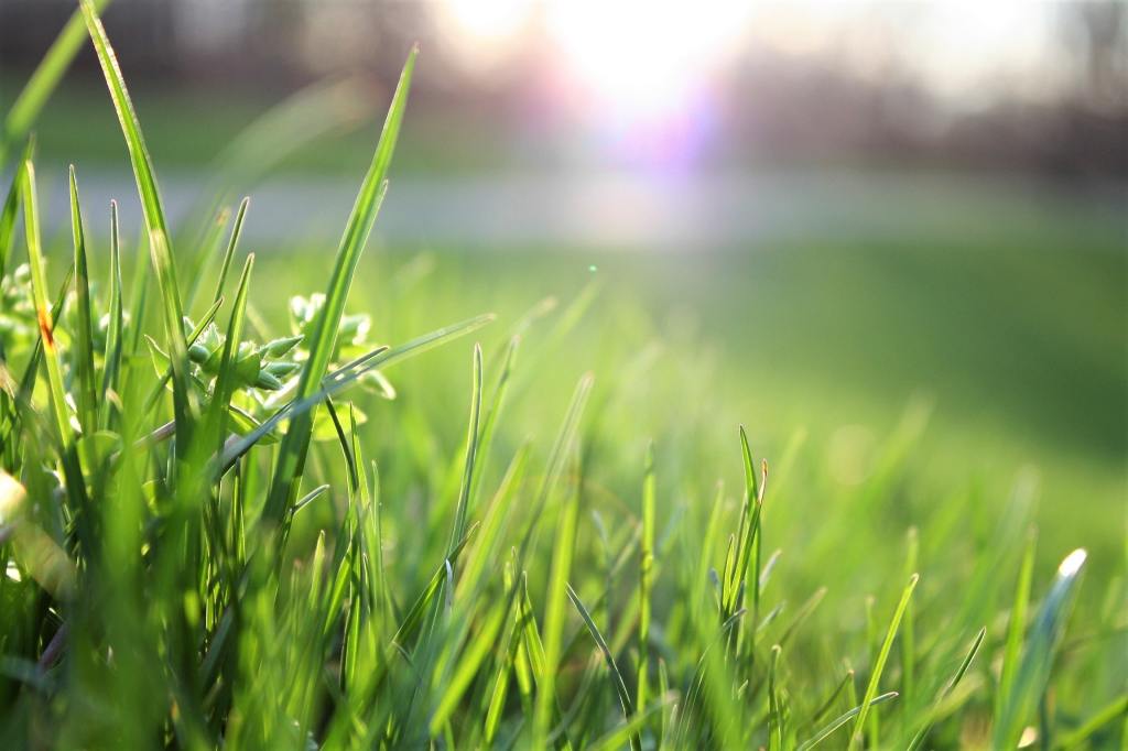 close-up photo of green grass