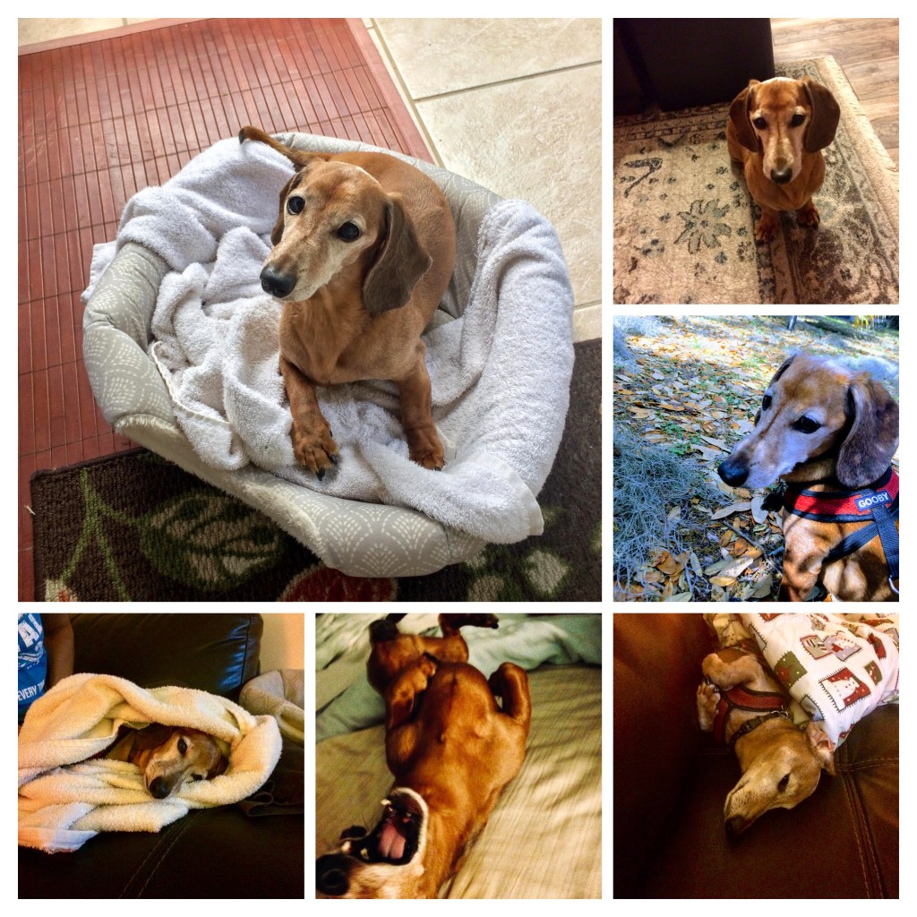 photo collage our our mini daschund
