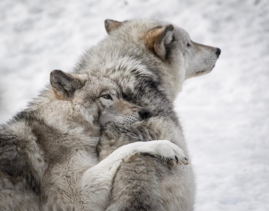 Content like the&nbsp;Wolf