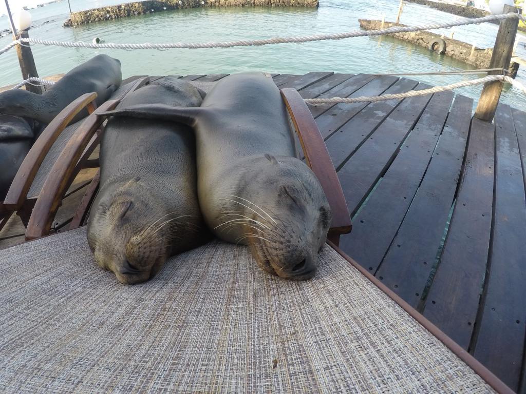 seals snuggling on a lounge chair