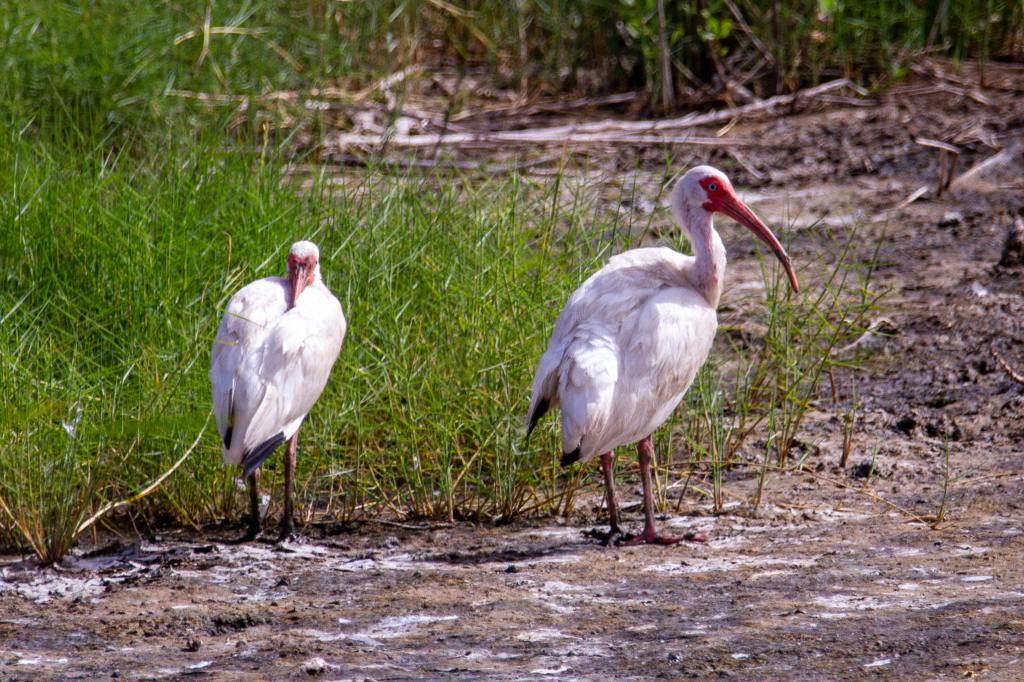 A pair of white ibis in the marsh.