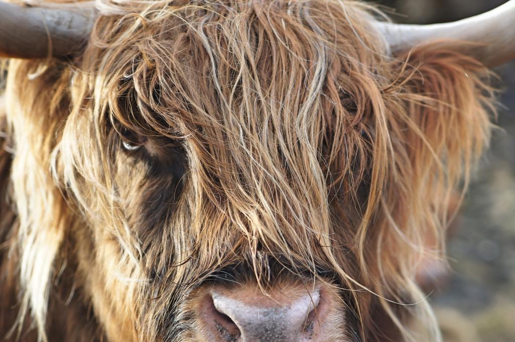 close-up image of a long haired bull