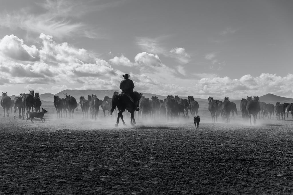 cowboy with horses and dogs on the plains