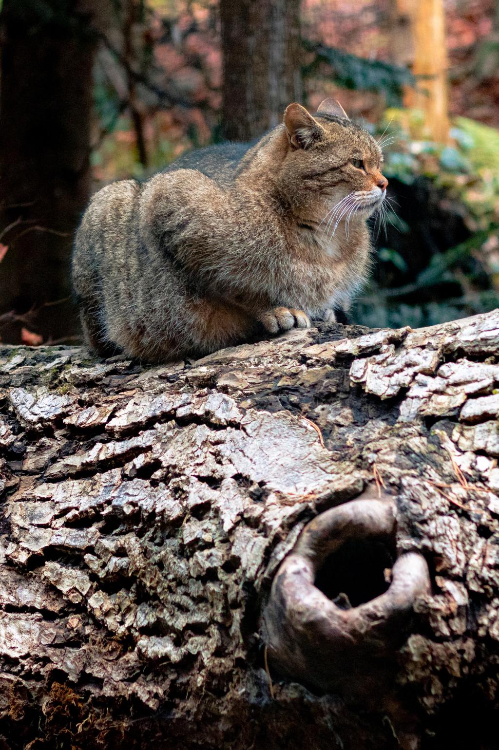 wild brown cat sitting in tree