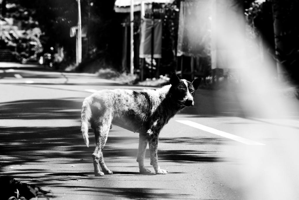 We call him Hitam Putih which is black & white in Indonesian. He’s a pure heritage Bali Street Dog.