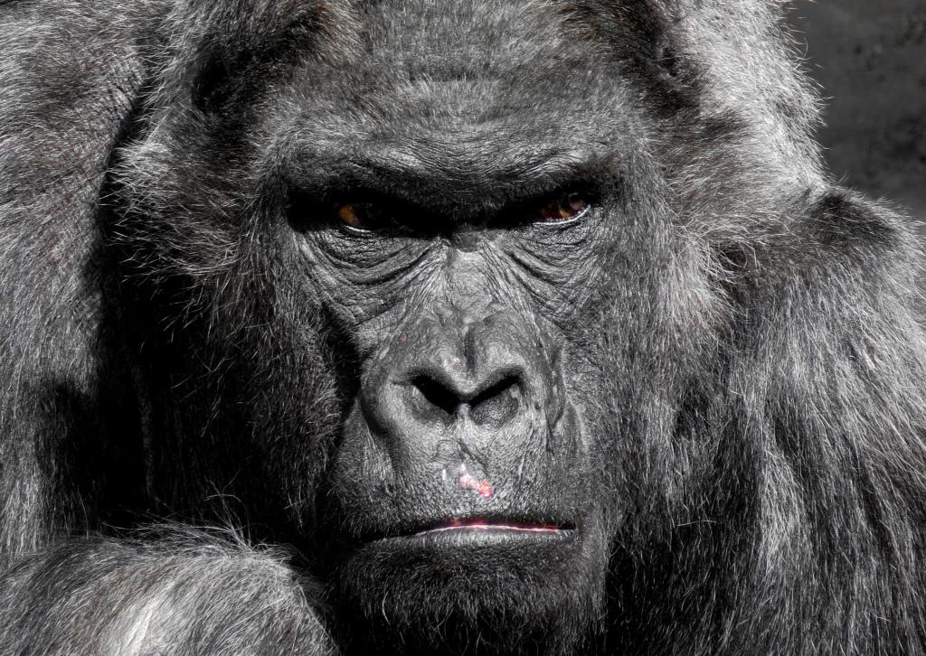 GORILLA FACE  #poetry by&nbsp;jay