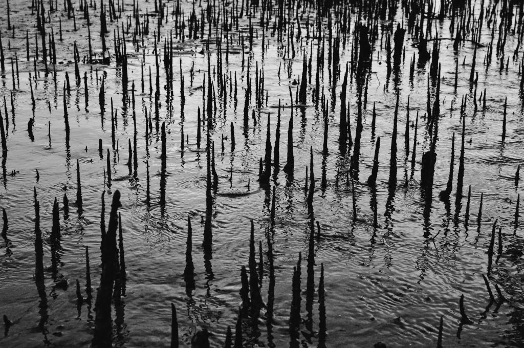 grayscale of mangrove roots