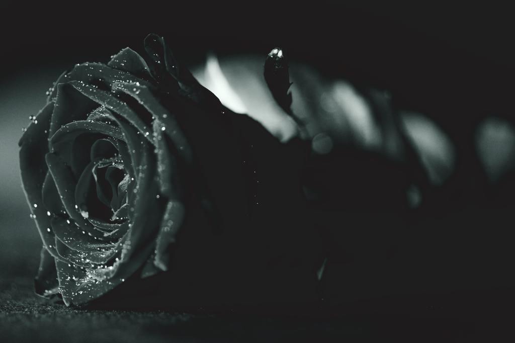 Close up of a rose