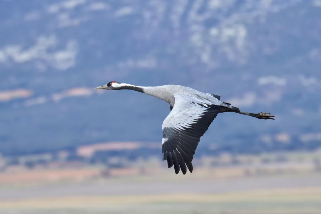 Migration  #Poetry
