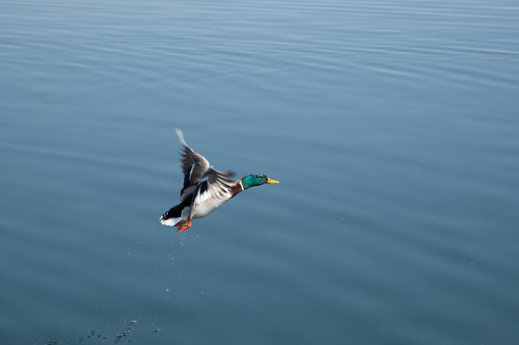 lone duck flying above water