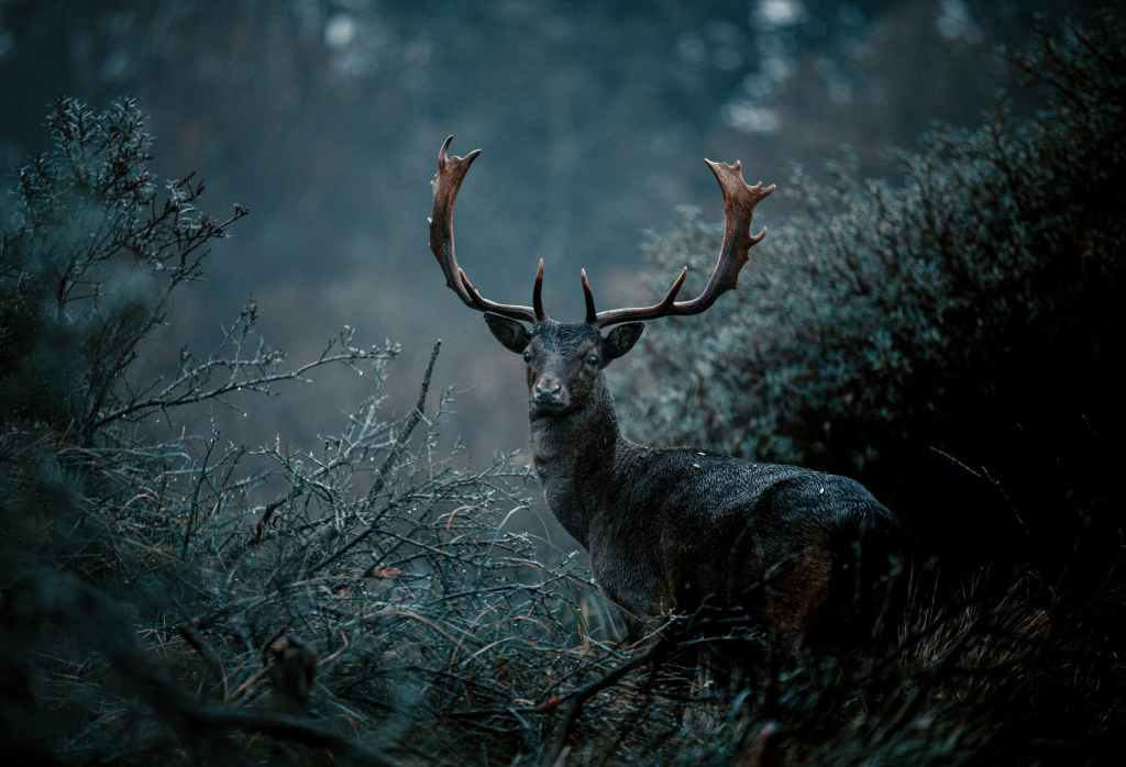 DEER #poetry by&nbsp;jay