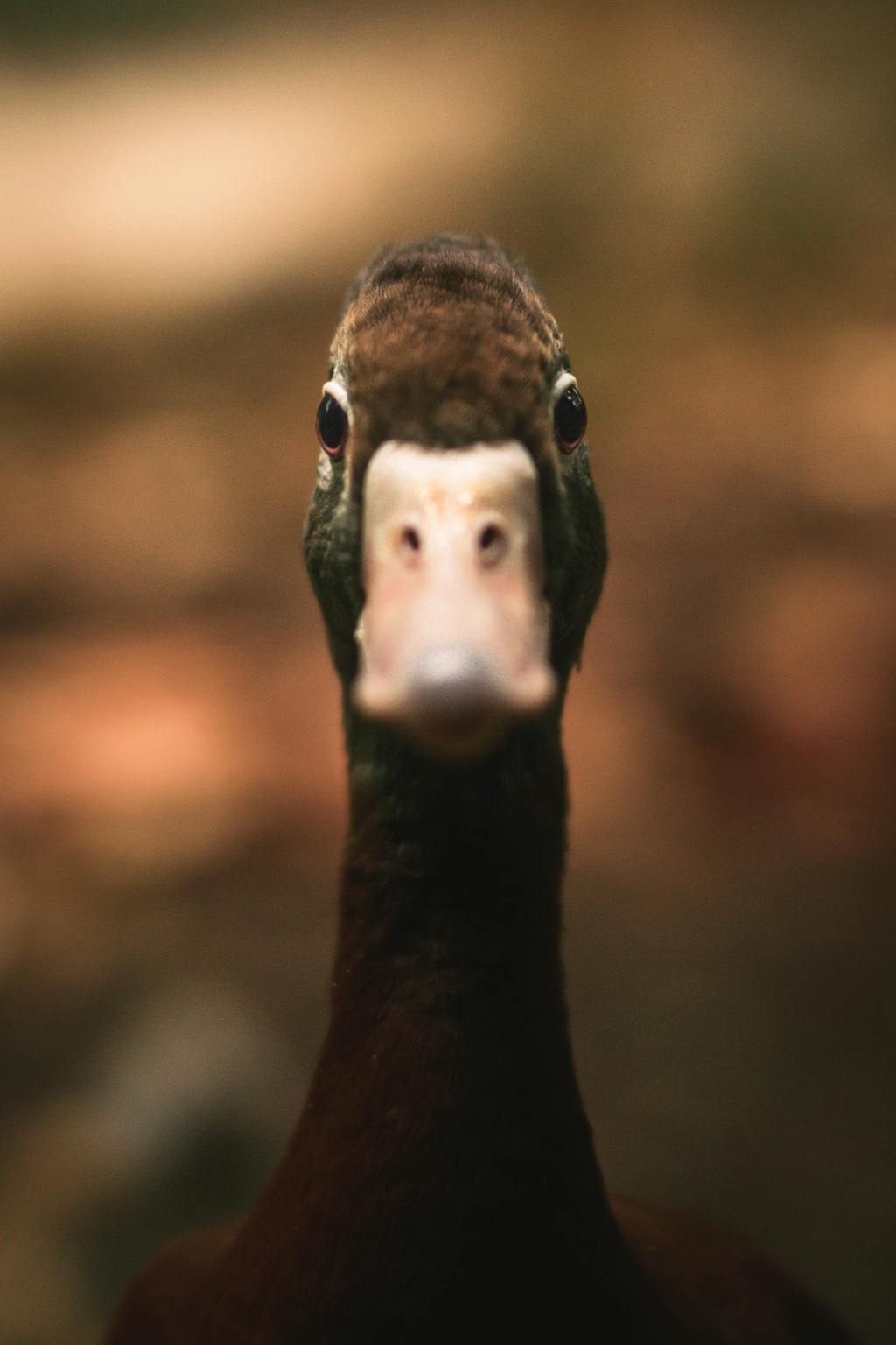 SITTING DUCK #poetry by&nbsp;jay