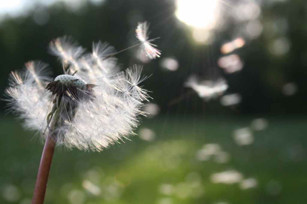WE BLOW IN THE WIND #poetry by&nbsp;jay