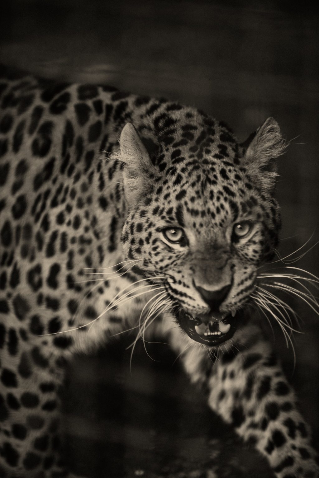 Leopard on the prowl