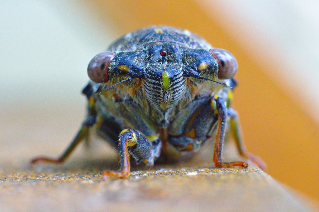 Close-up photo of a Cicada