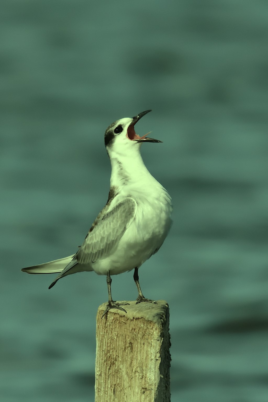 A tern screaming into the wind