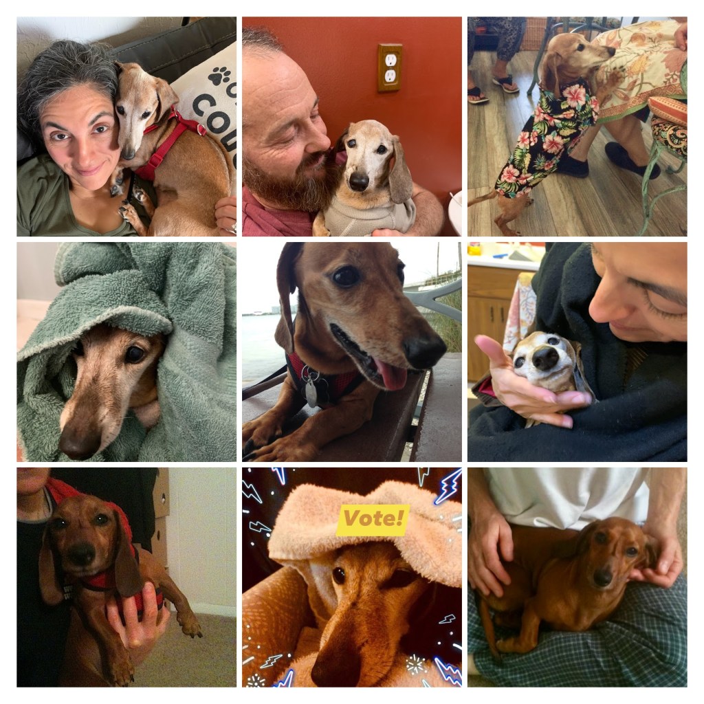 GOODBYE SAMUEL JONES/ best dog ever  #poetry by&nbsp;jay